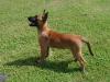 Malinoiswelpen mit VDH/ DMC-Papieren !