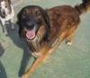 Pelut + Pelanas suchen dringendst 2 Pflege-/ Adoptivfamilien