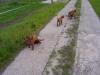 irish setter