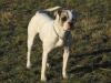 Timberland s American Bulldog Wurfplanung