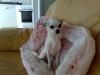 Belohnung für gestohlene Chihuahua Hündin Bayby 2000€