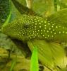 3 x L 200 Lemon Spotted Green Pleco