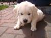 Kleiner süßer,  verspielter Golden Retriever Welpe