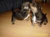 Jack Russel Mischlings Welpen 