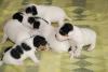 Langbeinige,  reinrassige Jack Russell Terrier