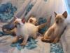 3 süsse Katzen Si-Rex Baby - Kitten Siam /  Cornish Rex - Blue Point geimpft
