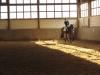suche dringend eine Reitbeteiligung 