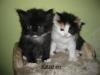 süsse Norweger-Maine Coon Mix Kitten