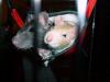 2 Weibliche Ratten abzugeben,  4 Monate alt incl Zubehör und Käfig