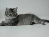Maine Coon Babys (10 Wochen alt)