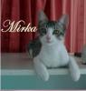 Mirka,  kleines Katzenmädchen sucht eine Heimat