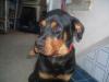 Ganz dringend Rottweiler Fans gesucht !!!!