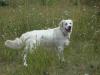 Golden Retriever Welpen (creme)