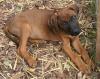 Rhodesian Ridgeback Welpen abzugeben