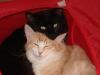 Norweger-Pärchen,  schwarz und amber,  2 Jahre