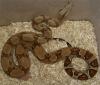 Boa constrictor Farbvarianten