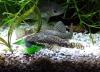 Ancistrus spec.,  brauner Antennenwels (Versand/  Abholung)