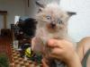   4 wunderschöne Colorpoint Mischlings Katzenbabys abzugeben