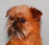 Toy- Griffon   Brüssler Griffon,  Belgisch Griffon,  Griffon Petit Brabancon 