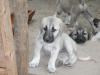 Sivas Kangal Welpen zu verkaufen Geboren am 08.05.2009