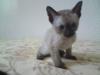 Siam /  Tonkanesen Mix Kitten