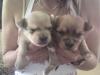 Yorki-Chihuahua Welpen neugeboren