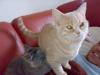 Rasse katzen Karthäuset abzugeben 