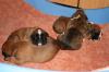 Boxer Welpen mit VDH/  BK Papieren