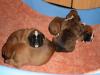 Boxer Welpen mit VDH/  BK Papieren