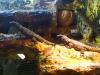 cordylus catahpractus