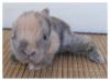 typvolle Teddyzwerge-NHDs-Löwenzwerge-Glatthaarmeerschweinchen in vielen bunten 