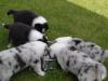  Australian Shepard Welpen an Liebhaber zu verkaufen!