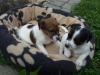Bildschöne reinrassige Jack Russel Welpen zu verkaufen!