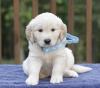männlichen und weiblichen Golden Retriever Welpen zu verkaufen 