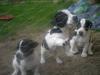 jackrusselwelpen