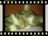 unser kater paul sucht ein neues zu hause!!