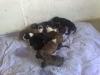 AmStaff/ Pitt-Bull Welpen suchen ein Zuhause