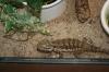 1, 1 Pogona Henrylawsoni Zuchtpärchen