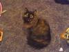  4jahre alte katze