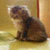 Highlander Kitten..