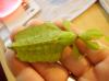 1.1 Phyllium giganteum