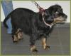 Ideale Familienhündin! Charline 5 Jahre,  47 cm hoch,  Cocker Spaniel,  kastriert,  