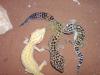 Biete 8 Leopardgeckos verschiedene Farbformen