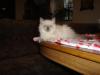 wunderschöne Ragdollkitten vom Schloss Colditz