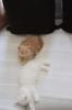 2 super tolle, süße Perser/ Maine Coon Mischlinge 