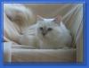 Birmakastrat,  lilac-tabby sucht ein Neues Zuhause