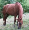 Stute Edles Warmblut für 1800€ VB ab September