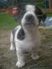 jackrusselwelpe