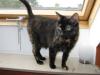 Liebe,  schöne Katze sucht neuen Dosenöffner!