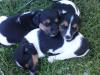 Jack Russel Welpen zu verkaufen